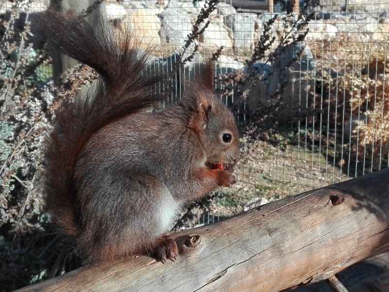 Esquirol | Visitar Zoo del Pirineu