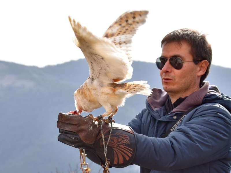 Owls experience