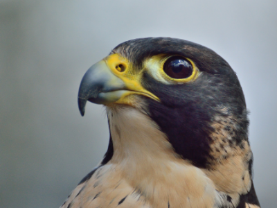 Falcon photography