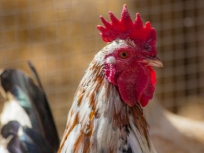 Rooster falls asleep if you pet him correctly.