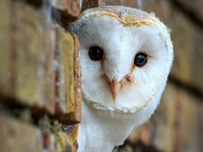 Photographing barn owl