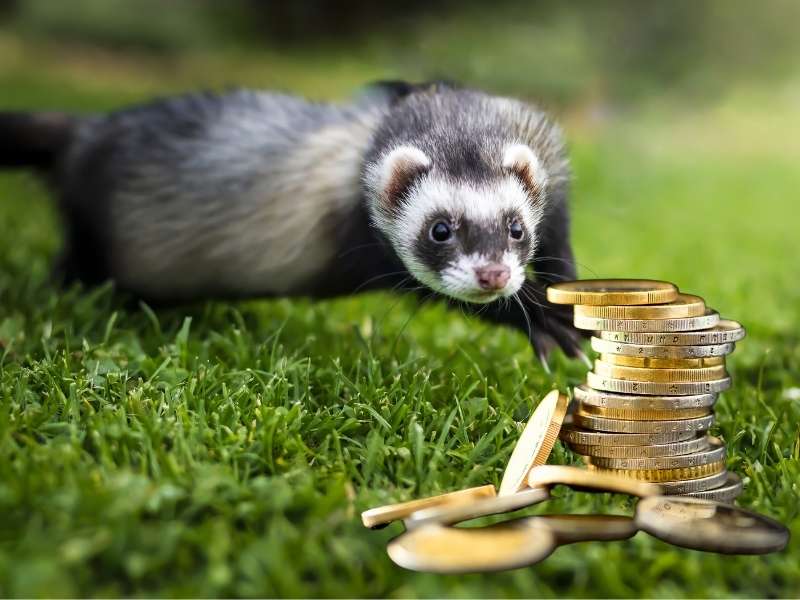 Zoo of the Pyrenees Prices