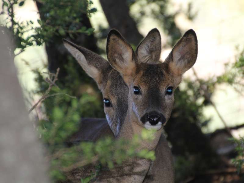 Refugi d'animals salvatges