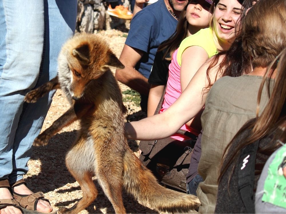 El zoo es pot visitar només participant en les activitats.