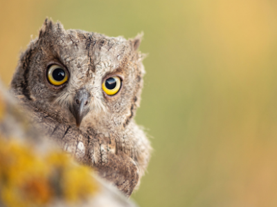 Photographing scops owl owl