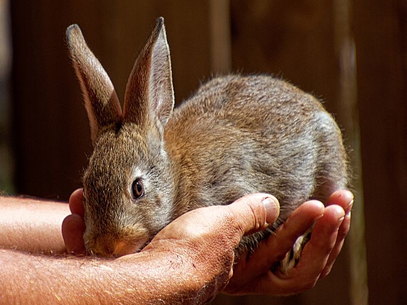 The rabbit takes part in the Petting zoo