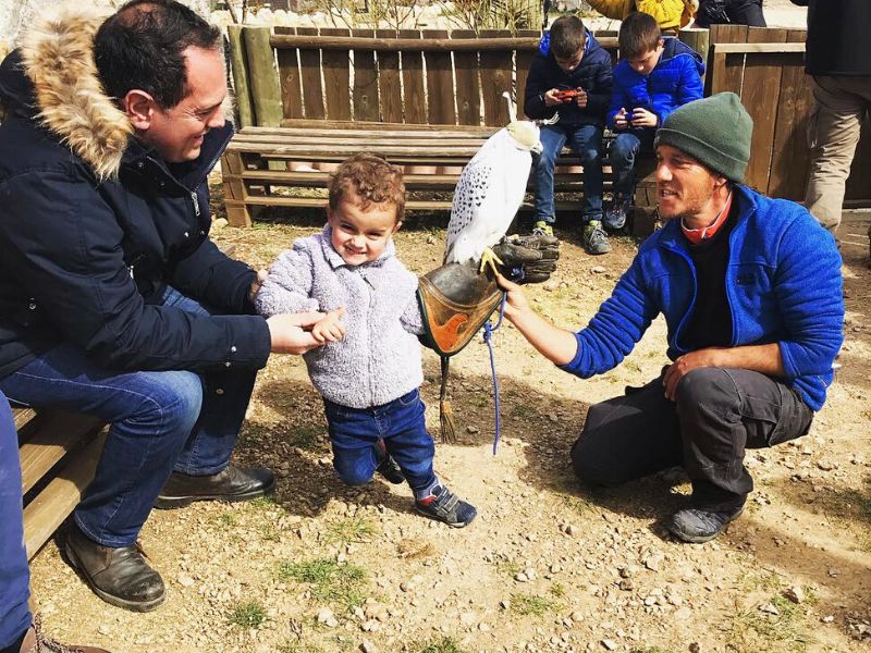 You can carry a falcon on your hand at the end of Petting zoo. 