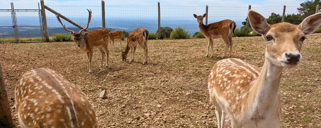 Gamos en el Zoo de los Pirineos durante el Puente de San Miguel, una actividad familiar de naturaleza y animales cerca de Lleida.