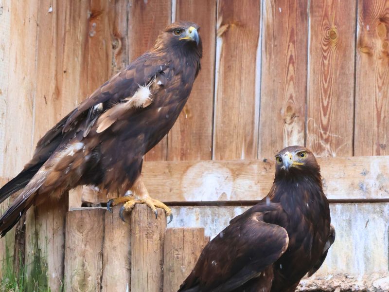 Aguila real con ala amputada | Visitar Zoo del Pirineu Águila real rescatada tras una electrocución en el refugio de fauna salvaje del Zoo del Pirineu
