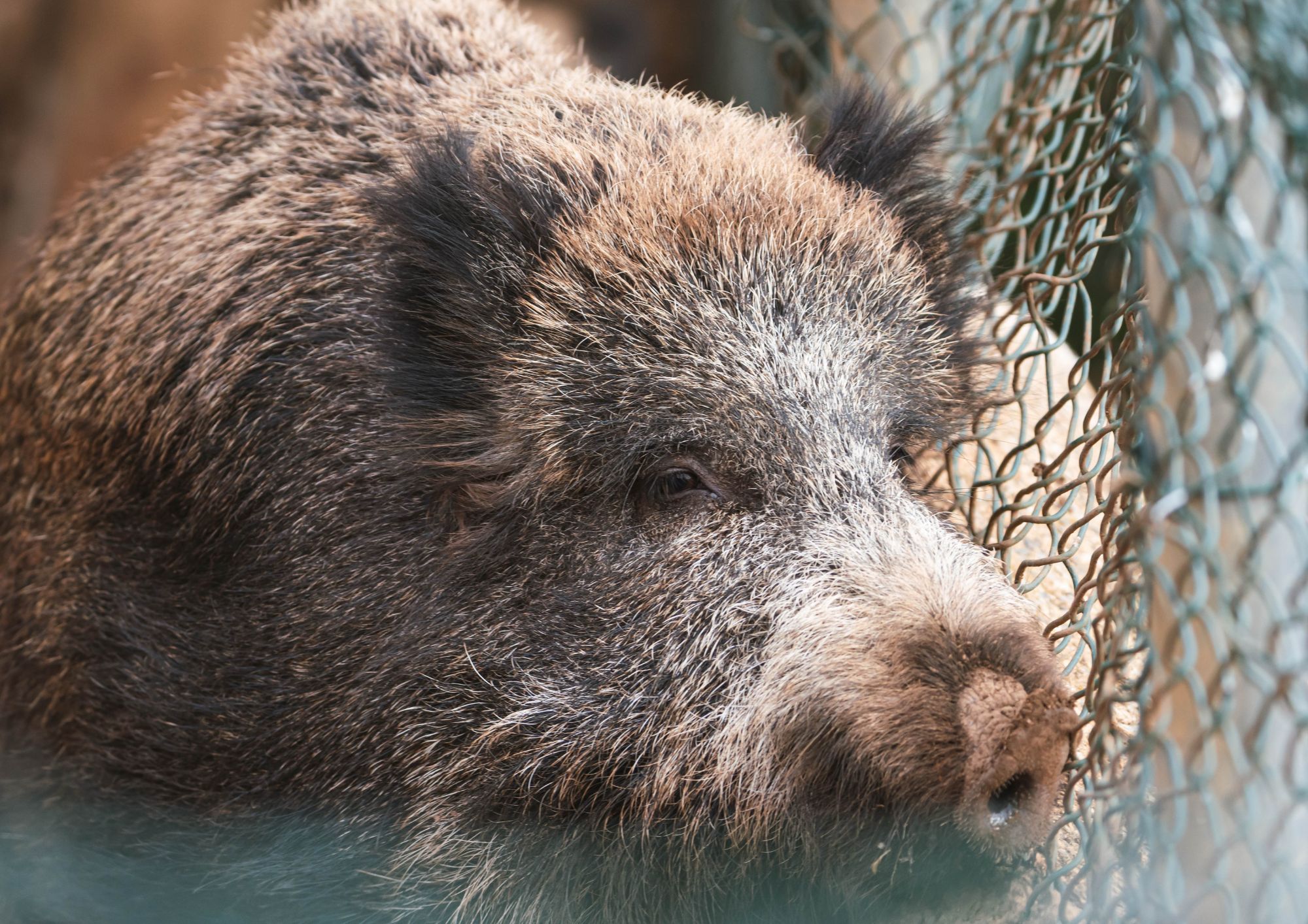Jabalí Ariel | Visitar Zoo del Pirineu