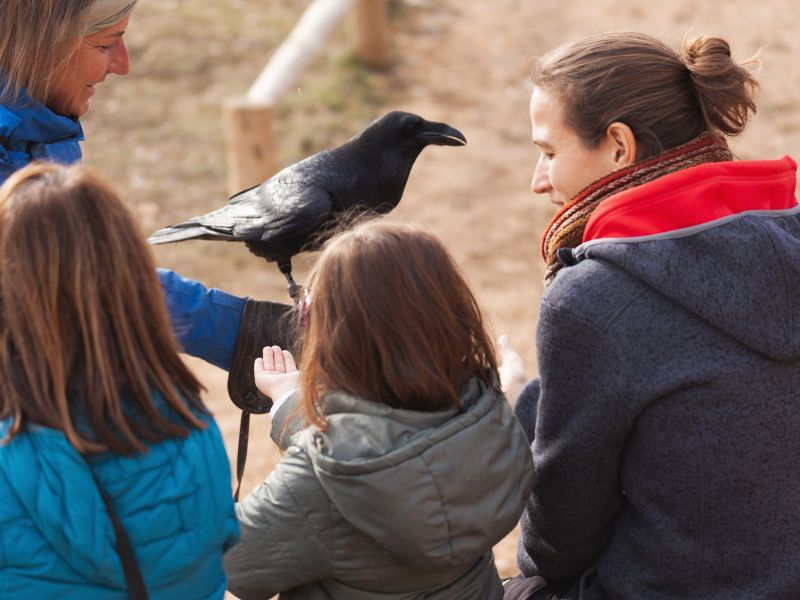 Un cuervo robado de sus padres | Visitar Zoo del Pirineu Família participando en exhibición de vuelo en el Zoo del Pirineu en Semana Santa 2026 con niños.