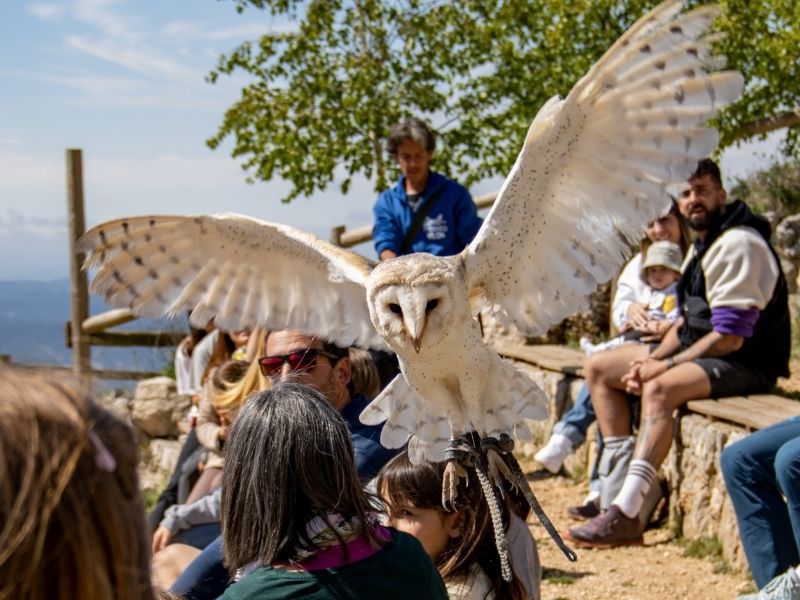 guided wildlife experience with families and children interacting with rescued birds in the Pyrenees near Solsona