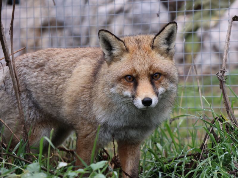 Un zorro gravemente agredido | Visitar Zoo del Pirineu zorro rescatado zoo del pirineu actividad con niños semana santa