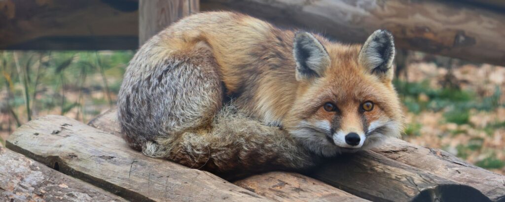 Refugio de animales salvajes a 30 minutos de Solsona