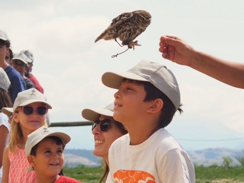 Animales rescatados en acción | Visitar Zoo del Pirineu Children wearing hats watch an owl released midair by an adult hand outdoors.