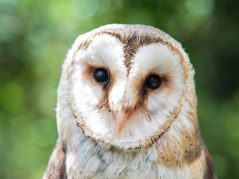 Lechuza con artrosis en centro de rescate | Visitar Zoo del Pirineu Close-up portrait of a barn owl facing the camera, with a heart-shaped facial disk and dark round eyes against a green, blurred background.