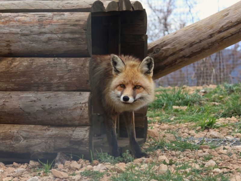 Murri un zorro curioso | Visitar Zoo del Pirineu Red fox peeking out from a wooden shelter in an outdoor enclosure.