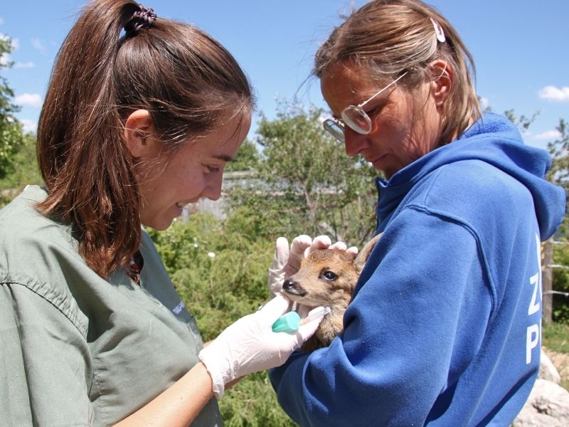 Rescate de cria de corzo en Cataluña | Visitar Zoo del Pirineu Two women outdoors with a small brown dog; one wearing gloves and a green shirt administers or inspects the dog while the other woman in a blue hoodie supports the dog on a sunny day.