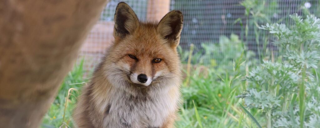 Zorro rescatado en el refugio | Visitar Zoo del Pirineu