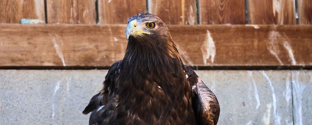 Águila real en el Zoo del Pirineu, en Odèn